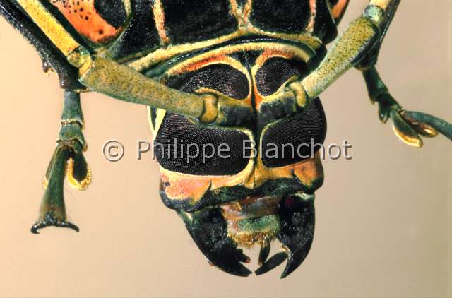 Acrocinus longimanus.JPG - in "Portraits d'insectes" ed. SeuilAcrocinus longimanusColeopteraCerambycidaeArlequinHarlequin beetleGuyane